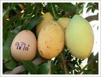 มะยงชิด มะปรางหวาน